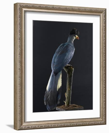 Great Blue Turaco-null-Framed Photographic Print