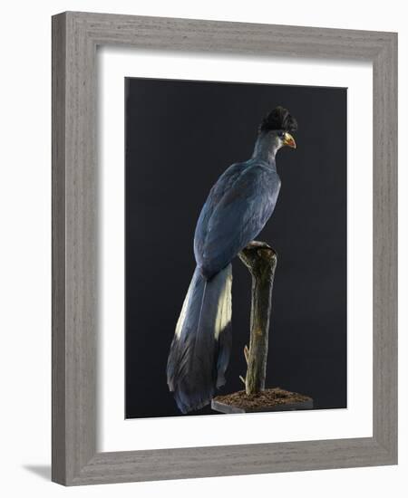 Great Blue Turaco-null-Framed Photographic Print