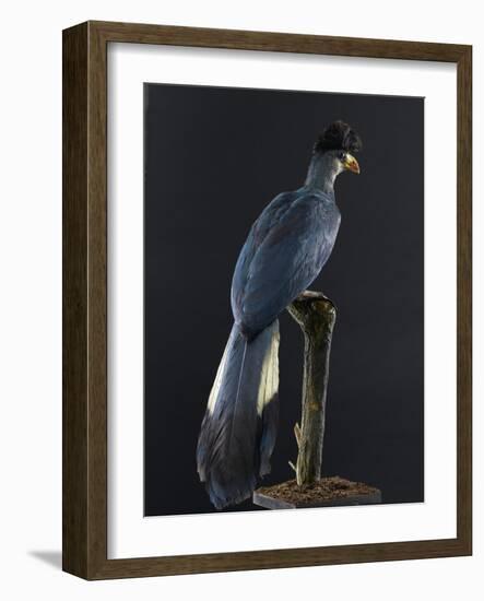 Great Blue Turaco-null-Framed Photographic Print