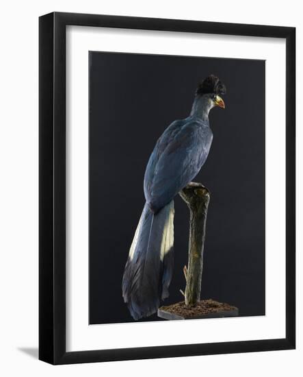 Great Blue Turaco-null-Framed Photographic Print