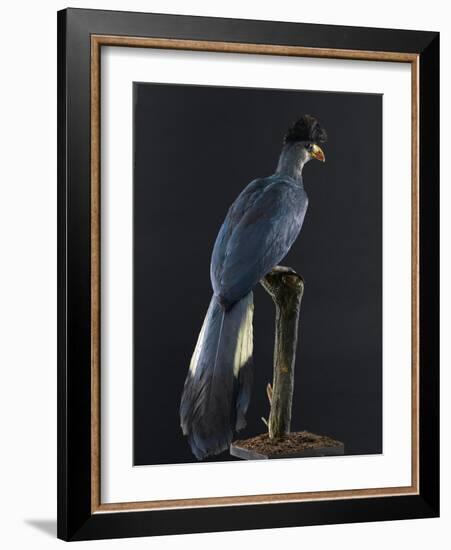 Great Blue Turaco-null-Framed Photographic Print