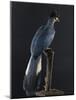 Great Blue Turaco-null-Mounted Photographic Print