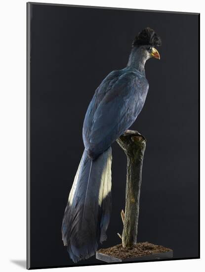 Great Blue Turaco-null-Mounted Photographic Print