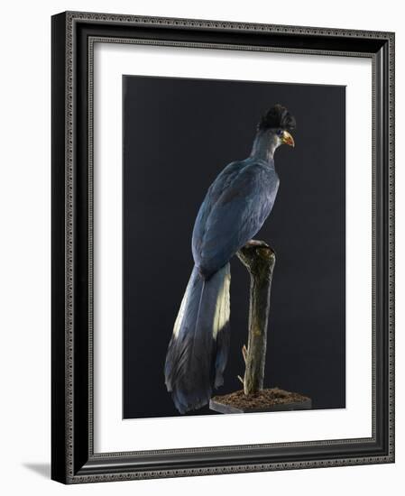 Great Blue Turaco-null-Framed Photographic Print