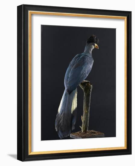 Great Blue Turaco-null-Framed Photographic Print