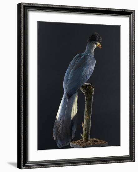 Great Blue Turaco-null-Framed Photographic Print