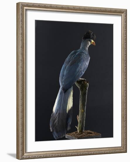 Great Blue Turaco--Framed Photographic Print