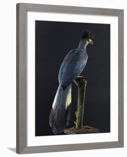 Great Blue Turaco-null-Framed Photographic Print