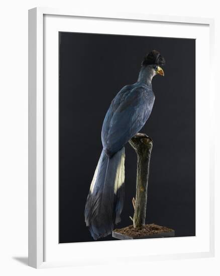Great Blue Turaco-null-Framed Photographic Print