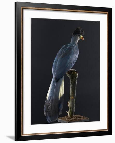 Great Blue Turaco-null-Framed Photographic Print