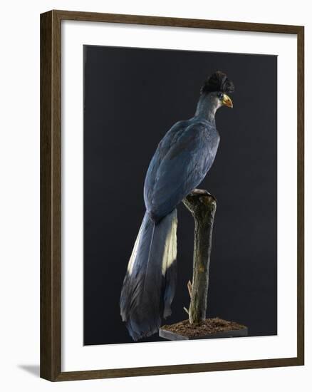 Great Blue Turaco-null-Framed Photographic Print