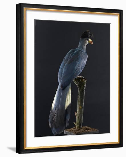 Great Blue Turaco-null-Framed Photographic Print