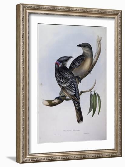 Great Bowerbird (Chlamydera Nuchalis)-John Gould-Framed Giclee Print