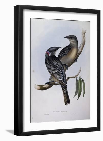 Great Bowerbird (Chlamydera Nuchalis)-John Gould-Framed Giclee Print