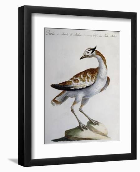 Great Bustard or Arabian Bustard (Otis-null-Framed Giclee Print