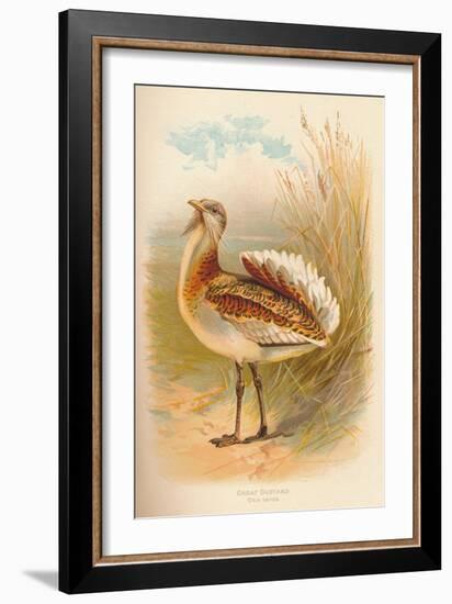 Great Bustard (Otis tarda), 1900, (1900)-Charles Whymper-Framed Giclee Print