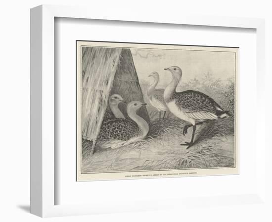 Great Bustards Recently Added to the Zoological Society's Gardens-Alexander Francis Lydon-Framed Giclee Print