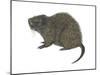 Great Cane Rat (Thryonomys Swinderianus), Mammals-Encyclopaedia Britannica-Mounted Art Print