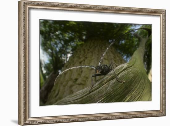 Great Capricorn Beetle (Cerambyx Cerdo)-Solvin Zankl-Framed Photographic Print