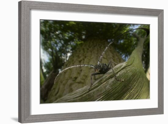 Great Capricorn Beetle (Cerambyx Cerdo)-Solvin Zankl-Framed Photographic Print