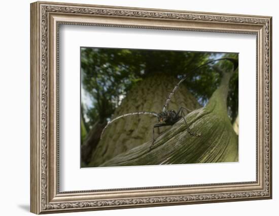 Great Capricorn Beetle (Cerambyx Cerdo)-Solvin Zankl-Framed Photographic Print