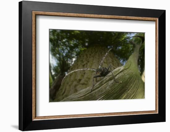 Great Capricorn Beetle (Cerambyx Cerdo)-Solvin Zankl-Framed Photographic Print