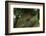 Great Capricorn Beetle (Cerambyx Cerdo)-Solvin Zankl-Framed Photographic Print