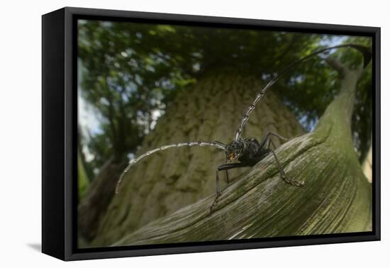 Great Capricorn Beetle (Cerambyx Cerdo)-Solvin Zankl-Framed Premier Image Canvas