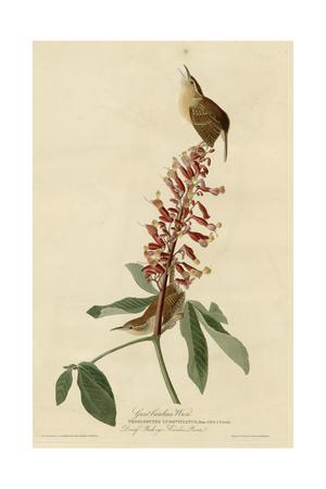 'Great Carolina Wren' Giclee Print | Art.com