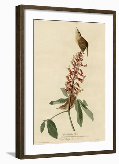 Great Carolina Wren-null-Framed Giclee Print