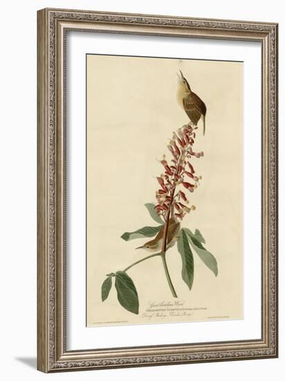 Great Carolina Wren-null-Framed Giclee Print