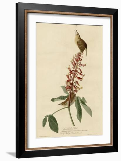 Great Carolina Wren-null-Framed Giclee Print