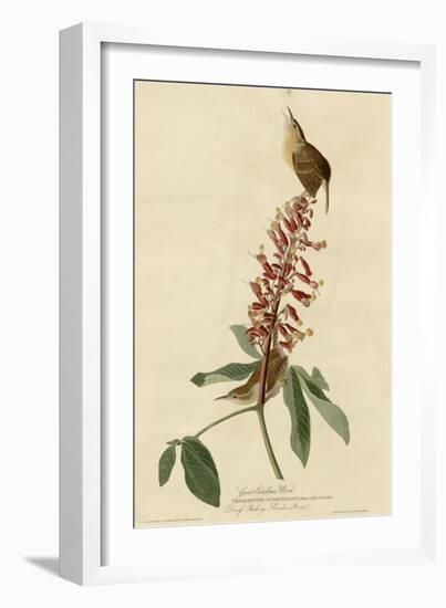 Great Carolina Wren-null-Framed Giclee Print