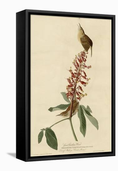 Great Carolina Wren-null-Framed Premier Image Canvas