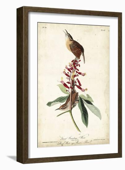 Great Carolina Wren-John James Audubon-Framed Premium Giclee Print