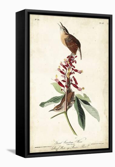 Great Carolina Wren-John James Audubon-Framed Stretched Canvas