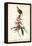 Great Carolina Wren-John James Audubon-Framed Stretched Canvas