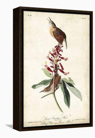 Great Carolina Wren-John James Audubon-Framed Stretched Canvas