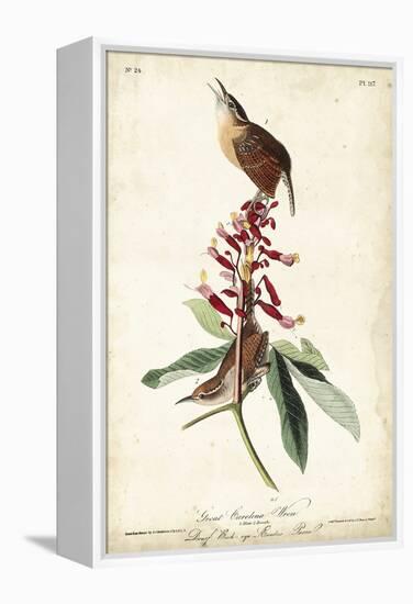 Great Carolina Wren-John James Audubon-Framed Stretched Canvas