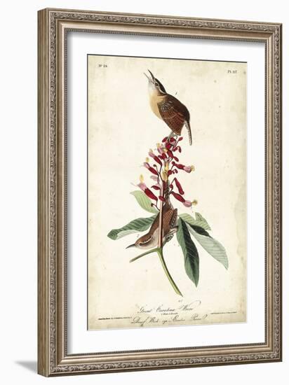 Great Carolina Wren-John James Audubon-Framed Art Print