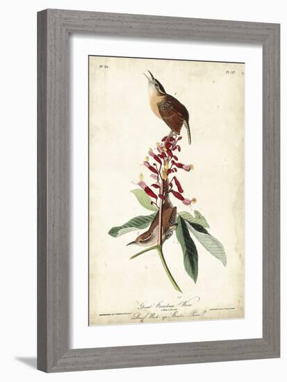 Great Carolina Wren-John James Audubon-Framed Art Print