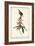 Great Carolina Wren-John James Audubon-Framed Art Print