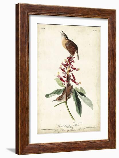 Great Carolina Wren-John James Audubon-Framed Art Print