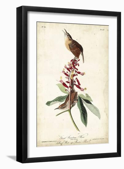 Great Carolina Wren-John James Audubon-Framed Art Print