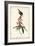 Great Carolina Wren-John James Audubon-Framed Art Print