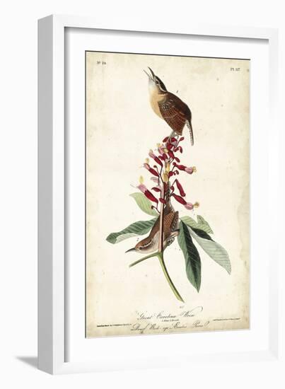 Great Carolina Wren-John James Audubon-Framed Art Print