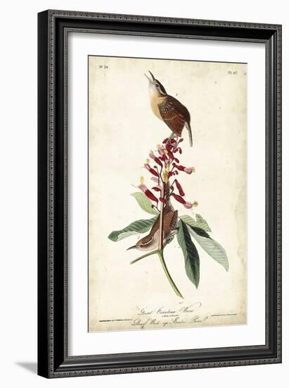 Great Carolina Wren-John James Audubon-Framed Art Print