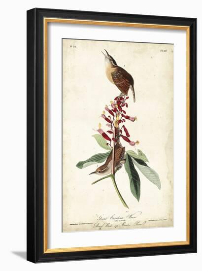 Great Carolina Wren-John James Audubon-Framed Art Print