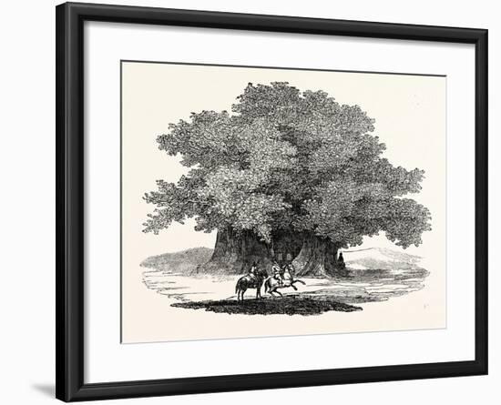 Great Chesnut Tree of Mount Aetna-null-Framed Giclee Print