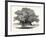 Great Chesnut Tree of Mount Aetna-null-Framed Giclee Print